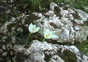 crocus versicolor
